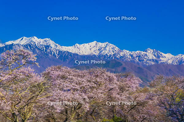 桜咲く大町山岳博物館付近から北アルプス [YKA110023641]