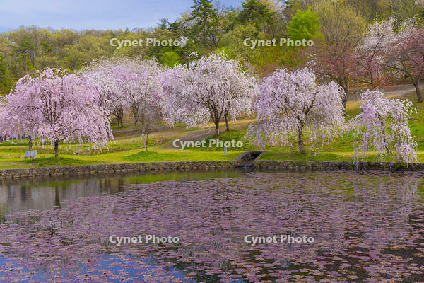 桜咲く悠久山公園の泉翠池 [YKA110023645]