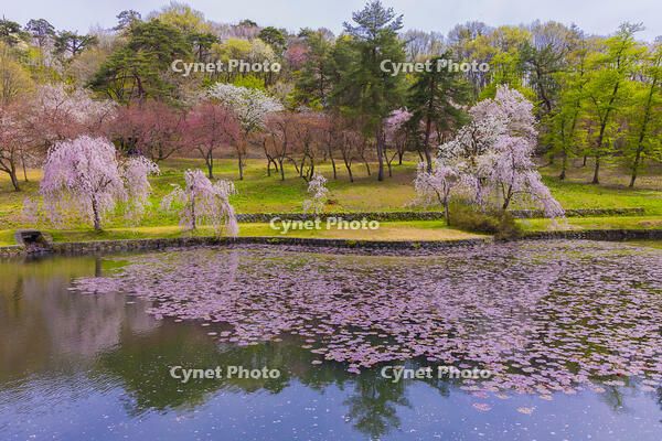 桜咲く悠久山公園の泉翠池 [YKA110023646]