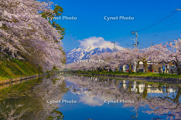 桜咲く弘前城の外濠と岩木山 [YKA110023657]