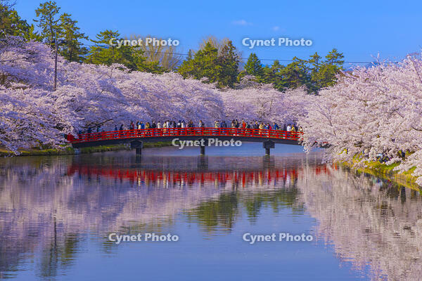 桜咲く弘前城西濠と春陽橋 [YKA110023658]