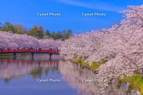 桜咲く弘前城西濠と春陽橋 [YKA110023659]