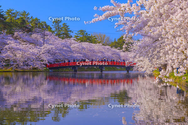 桜咲く弘前城西濠と春陽橋 [YKA110023660]