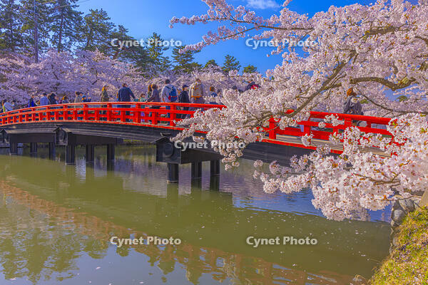 桜咲く弘前城西濠と春陽橋 [YKA110023661]