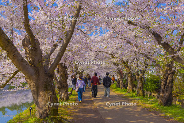弘前城西濠の桜のトンネル [YKA110023664]