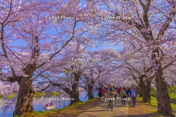 弘前城西濠の桜のトンネル [YKA110023665]