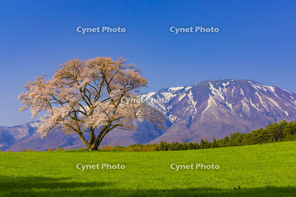 小岩井農場の桜と岩手山 [YKA110023683]