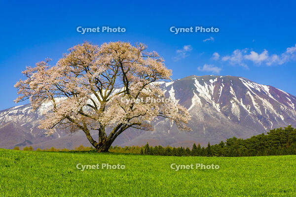 小岩井農場の桜と岩手山 [YKA110023684]