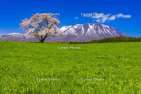 小岩井農場の桜と岩手山 [YKA110023685]