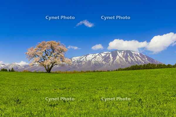小岩井農場の桜と岩手山 [YKA110023687]