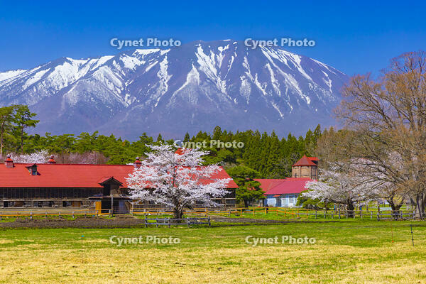 桜咲く小岩井農場と岩手山 [YKA110023688]