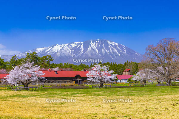 桜咲く小岩井農場と岩手山 [YKA110023689]