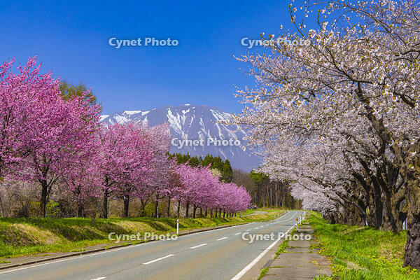 小岩井農場の桜並木と岩手山 [YKA110023690]