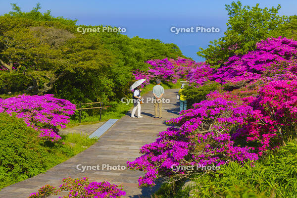 ミヤマキリシマ咲く仁田峠 [YKA110023841]
