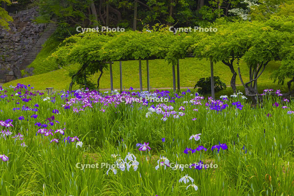 花菖蒲咲く小石川後楽園 [YKA110023905]