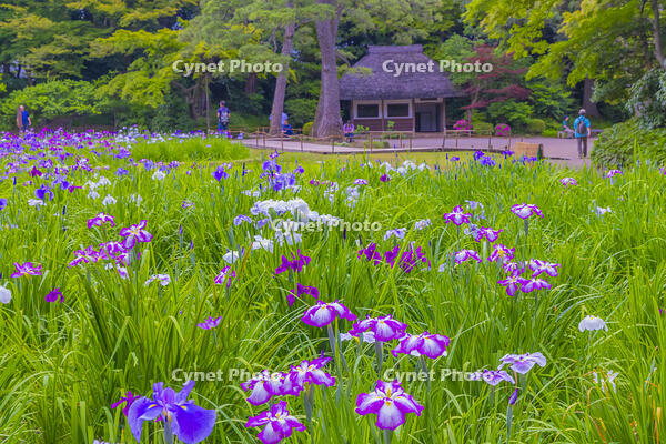 花菖蒲咲く小石川後楽園 [YKA110023906]