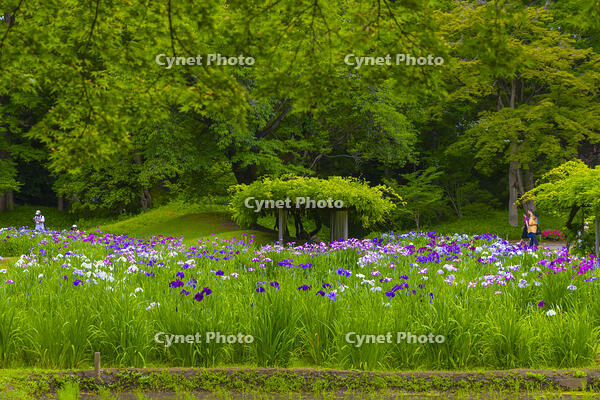 花菖蒲咲く小石川後楽園 [YKA110023907]