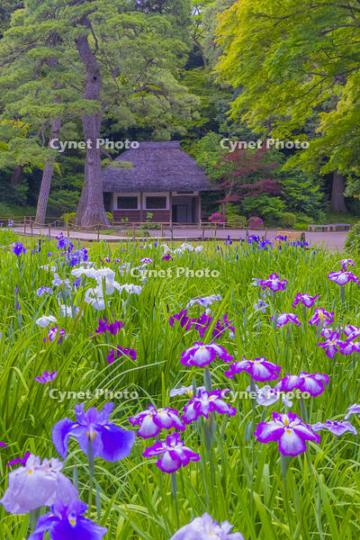 花菖蒲咲く小石川後楽園 [YKA110023908]