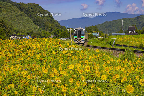 上郷町のひまわり畑と釜石線の列車 [YKA110024031]