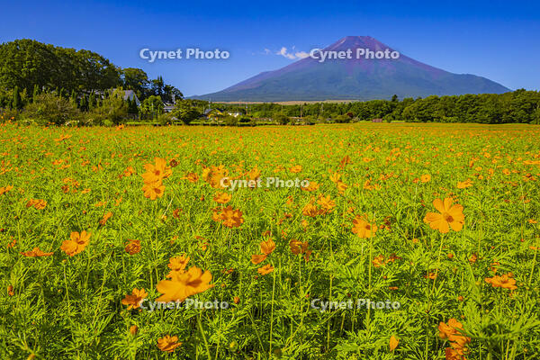 キバナコスモス咲く花の都公園から富士山 [YKA110024054]