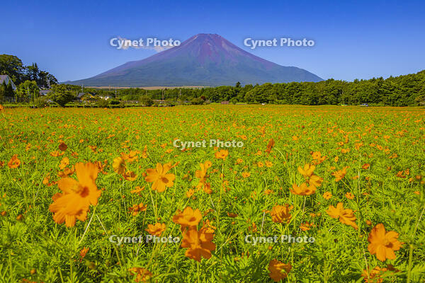 キバナコスモス咲く花の都公園から富士山 [YKA110024055]