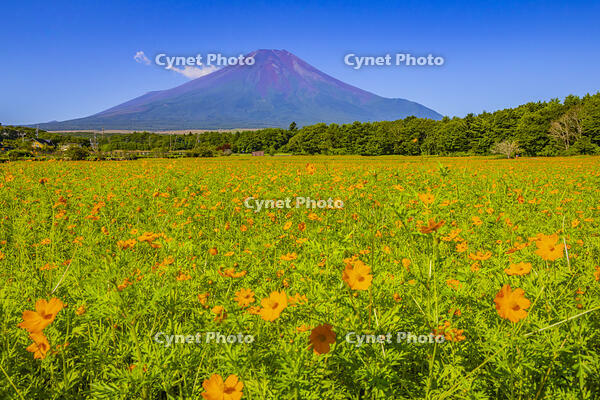キバナコスモス咲く花の都公園から富士山 [YKA110024056]