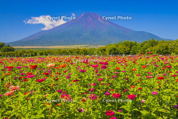 ヒャクニチソウ咲く花の都公園から富士山 [YKA110024057]