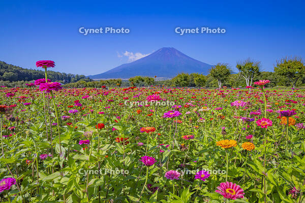 ヒャクニチソウ咲く花の都公園から富士山 [YKA110024058]