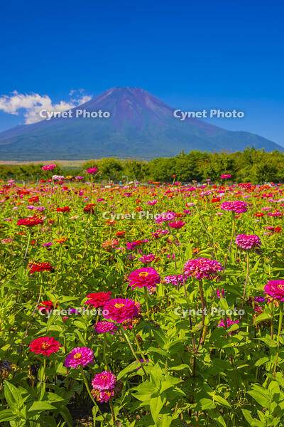 ヒャクニチソウ咲く花の都公園から富士山 [YKA110024059]