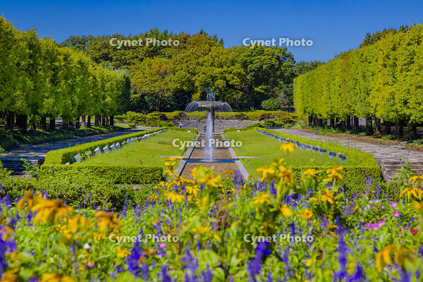 昭和記念公園の噴水 [YKA110024098]