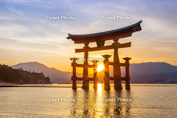 厳島神社　大鳥居の夕景 [YKA110015265]
