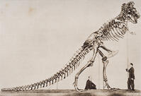Historical illustration of dinosaur skeleton [UIG110170912]