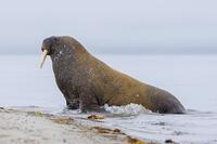 Walrus (Odobenus rosmarus) male. bull covered in scars entering beach along the Arctic Ocean coast, Svalbard. Spitsbergen, Norway [UIG110170951]