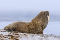 Walrus (Odobenus rosmarus) male. bull resting on beach in the mist along the Arctic Ocean coast, Svalbard. Spitsbergen, Norway  [UIG110170952]