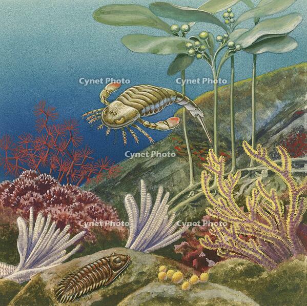 Paleozoic underwater reef, drawing [UIG110170930]