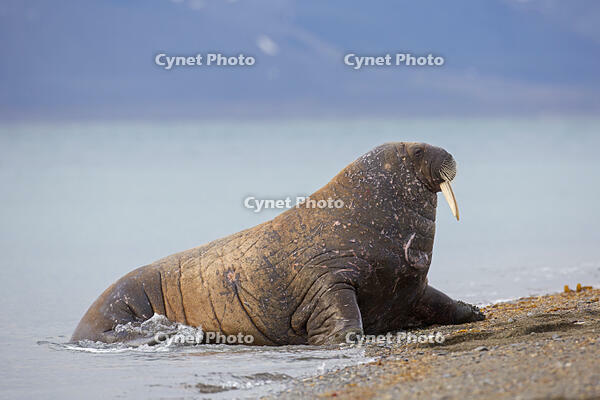 Male walrus hauling out on beach. [UIG110170950]