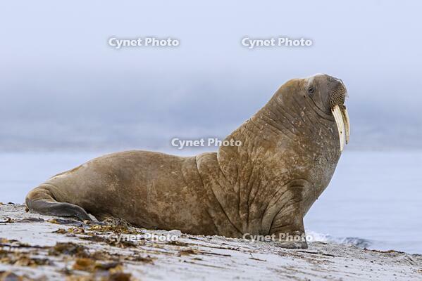 Walrus (Odobenus rosmarus) male. bull resting on beach in the mist along the Arctic Ocean coast, Svalbard. Spitsbergen, Norway  [UIG110170952]
