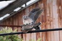 キジバト [XEX110004234]