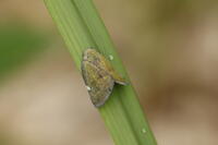 アミガサハゴロモ [XEX110004236]