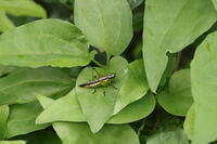 ササキリ [XEX110004247]