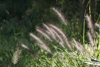 チカラシバ [XEX110004250]