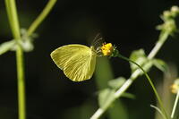 モンキチョウ [XEX110004251]