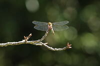 アキアカネ [XEX110004253]