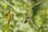 ジョロウグモ [XEX110004258]