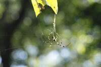 ジョロウグモ [XEX110004260]