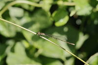 ホソミイトトンボ [XEX110004261]
