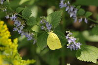 キタキチョウ [XEX110004264]