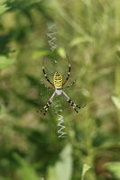 ナガコガネグモ [XEX110004265]