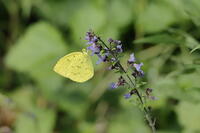 キタキチョウ [XEX110004266]