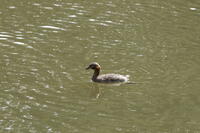 カイツブリ [XEX110004270]